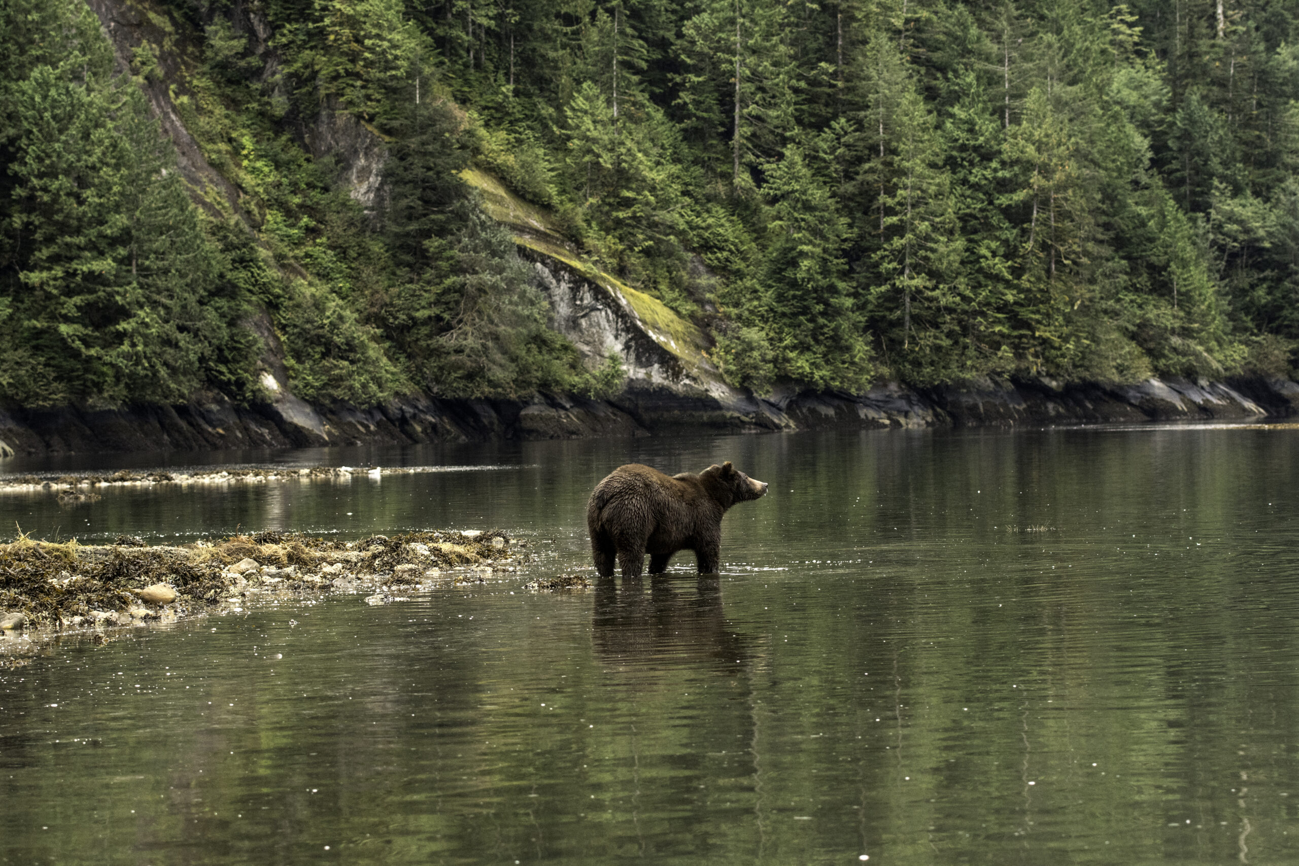 grizzley bear in the rainforest