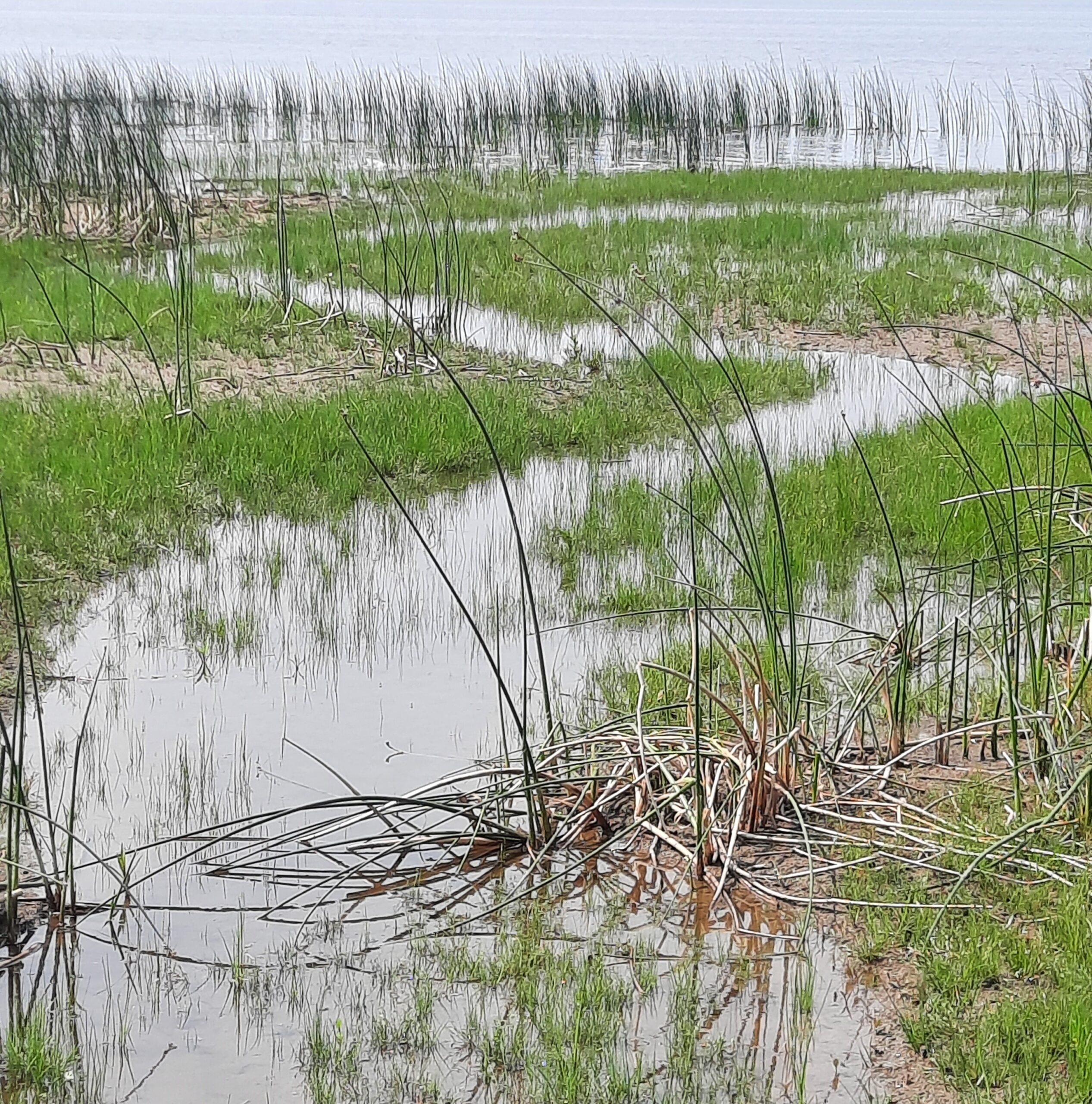 slave marsh junction crop